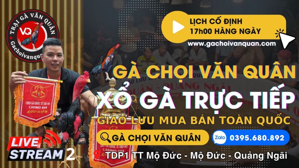 Video 31/7